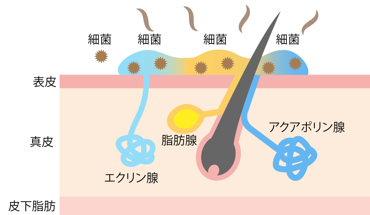 全身すっきりクレンジングソープ